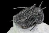 Devil Horned Cyphaspis Walteri Trilobite #108686-5